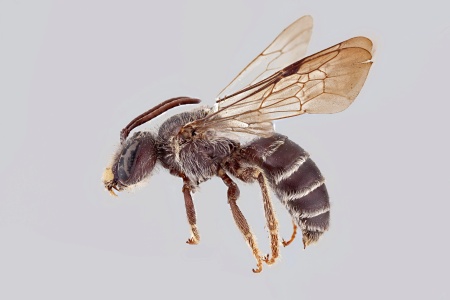 [Andrena aliciae male (lateral/side view) thumbnail]